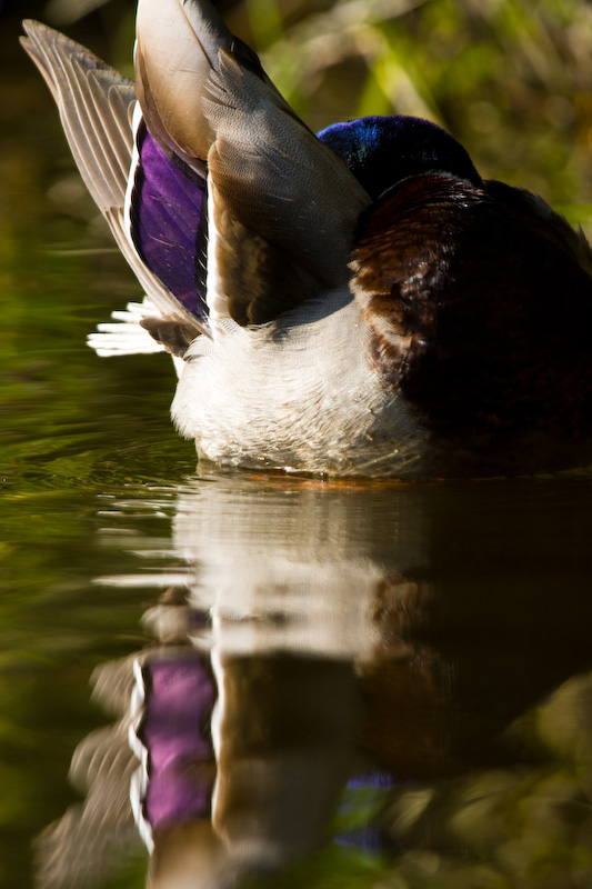 Reflection Of Mallard Preening